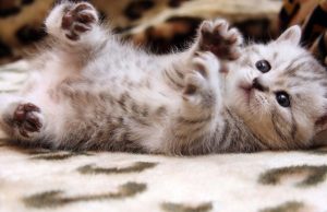 Μπορείτε να βγάζετε 25.000 ευρώ τον χρόνο… αγκαλιάζοντας γάτες!