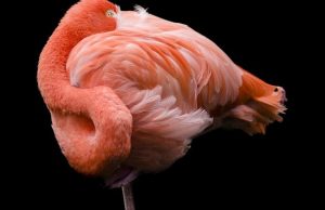 Γιατί τα φλαμίνγκο στέκονται στο ένα πόδι;