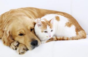 15415: Η γραμμή του δήμου Ελληνικού-Αργυρούπολης για τα αδέσποτα