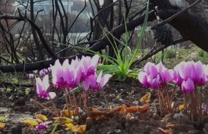 Μάτι Αττικής: Τα Κυκλάμινα της Ελπίδας και της Αισιοδοξίας