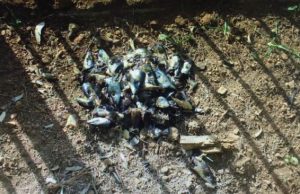 Πέταξαν σάπια ψάρια για να διώξουν τα παιδιά από παιδική χαρά στη Βούλα