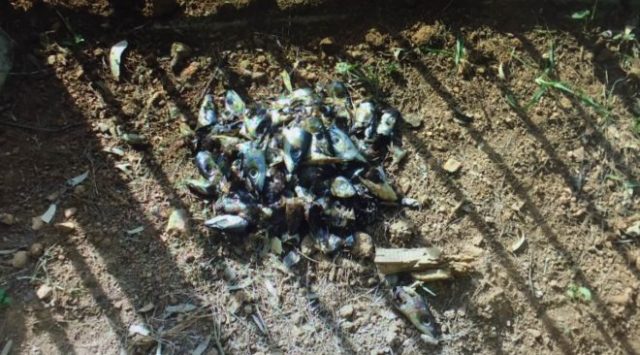 psaria-2-e1541586484603-660x366