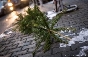 Με το πέρας των γιορτών τα χριστουγεννιάτικα δέντρα έχουν επιτελέσει τον σκοπό τους…