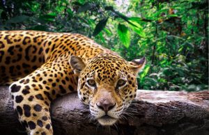 Δύο ιαγουάρους σκότωσαν οι φύλακες του Αττικού Ζωολογικού Πάρκου