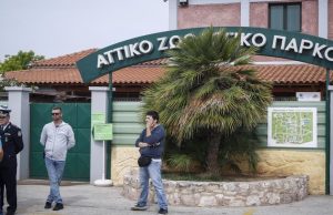 Κόντρα Αττικού Πάρκου-φιλόζωων για τα δύο τζάγκουαρ
