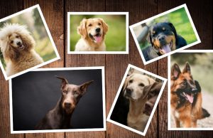 Οι πιο έξυπνες ράτσες σκύλων