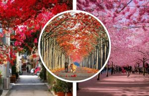 Ανθισμένοι δρόμοι & σοκάκια χάρμα οφθαλμών!