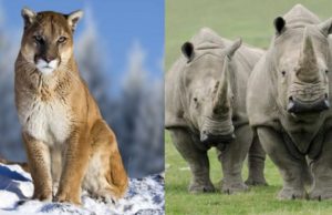 Αυτά είναι τα άγρια ζώα που εξαφανίστηκαν από τον πλανήτη το 2018
