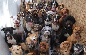 Κίνα: Κατασχέσεις σκύλων για τους ιδιοκτήτες που δεν μαζεύουν τις ακαθαρσίες τους