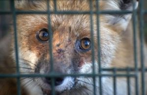 Τέλος εποχής για τη γούνα. Η Νορβηγία κλείνει όλες τις φάρμες εκτροφής