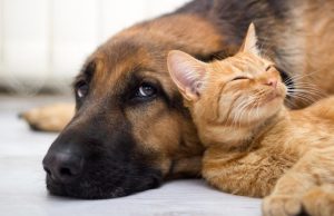 Τι να προσέχουμε για να μη μολυνθούμε από το σκύλο ή τη γάτα μας