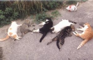 Πανελλήνια οργή για τη γυναίκα που σκοτώνει γάτες και δίνει συνταγές για φόλες στο Facebook!