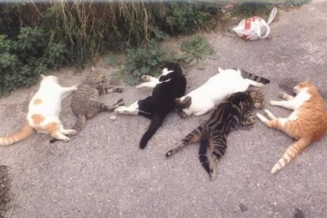 img105970_376dbe36f8750aa6a282bfa96a6887a4_650_430