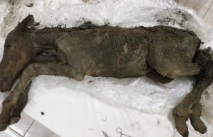 Επιστήμονες επιχειρούν να κλωνοποιήσουν προϊστορικό άλογο και μαμούθ