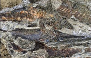 Ανακαλύφθηκαν απολιθώματα από τη μέρα της «Αποκάλυψης» πριν 66 εκατ. χρόνια