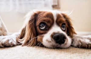 Κι όμως, ο σκύλος σου θυμάται όλα αυτά που κάνεις