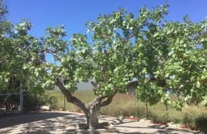 Την εποχή που στον Άλιμο υπήρχε φυτεία με φυστικιές