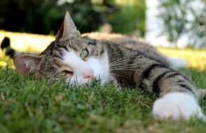 3 καλοκαιρινές συμβουλές για όσους έχουν γάτα