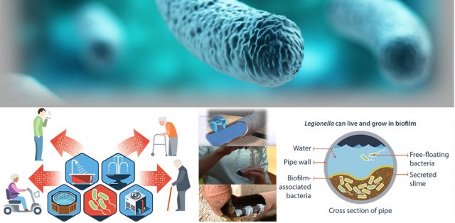 legionella-biofilm-875x-429-