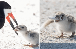 “Σπαρακτική” φωτογραφία δείχνει πουλί να ταΐζει το μικρό του με αποτσίγαρο