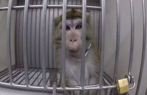 Οργή στη Γερμανία: Στο «φως» βίντεο – ντοκουμέντο με φρικτά βασανιστήρια πειραματόζωων