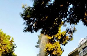 Ξεκίνησαν οι ψεκασμοί των Δεντρων στην Γλυφάδα