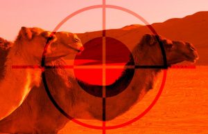 Ελεύθεροι σκοπευτές σκότωσαν 5.000 καμήλες επειδή έπιναν πολύ νερό στην Αυστραλία