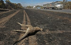 Πάνω από ένα δισεκατομμύριο νεκρά ζώα στις φωτιές της Αυστραλίας