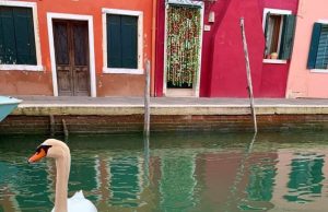 Κορωνοϊός: Στη Βενετία τα κανάλια γέμισαν δελφίνια, κύκνους και ψάρια (φωτο)