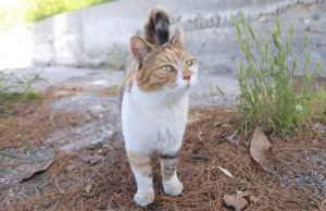 Η ανακοίνωση του Δήμου Ελληνικού – Αργυρούπολης για τα αδέσποστα