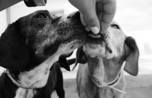 Η καραντίνα αύξησε τις υιοθεσίες κατοικίδιων ζώων
