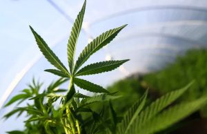 Γερμανία: Ενα βήμα πριν από την νομιμοποίηση της χρήσης και πώλησης κάνναβης