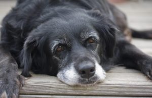 Σκύλοι στην τρίτη ηλικία: Πώς θα φροντίσετε καλύτερα τα κατοικίδιά σας