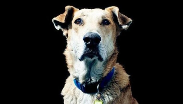 loukanikos-menshouse-2