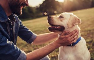 Υποχρεωτική στείρωση ή αποστολή DNA για τα ζώα συντροφιάς – 1.000 ευρώ το πρόστιμο μη συμμόρφωσης