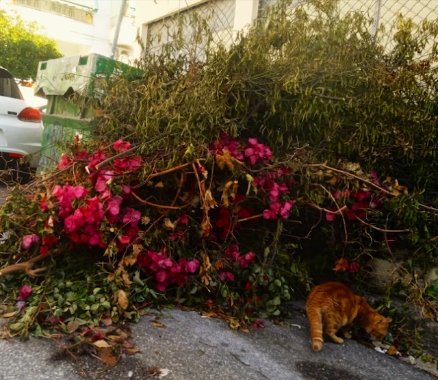 κλαδια-γατα-καδος